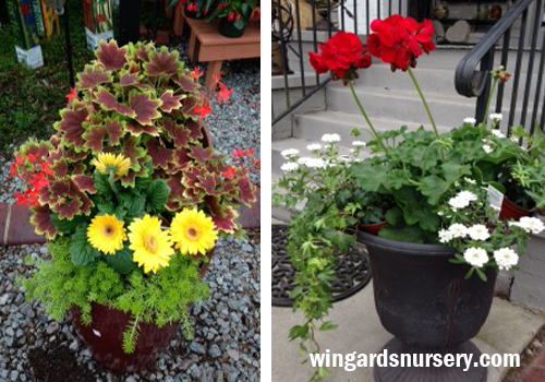 Container Gardens for Small Spaces