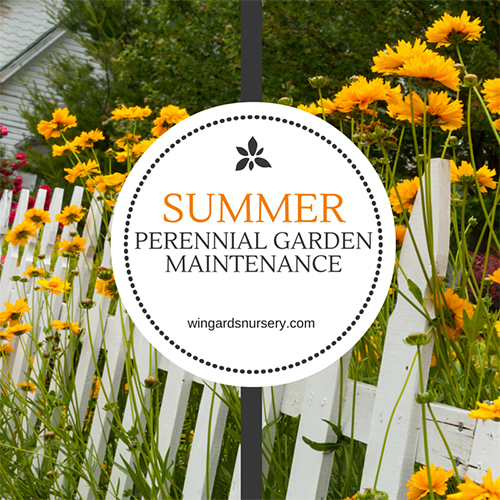 Summer Perennial Garden Maintenance