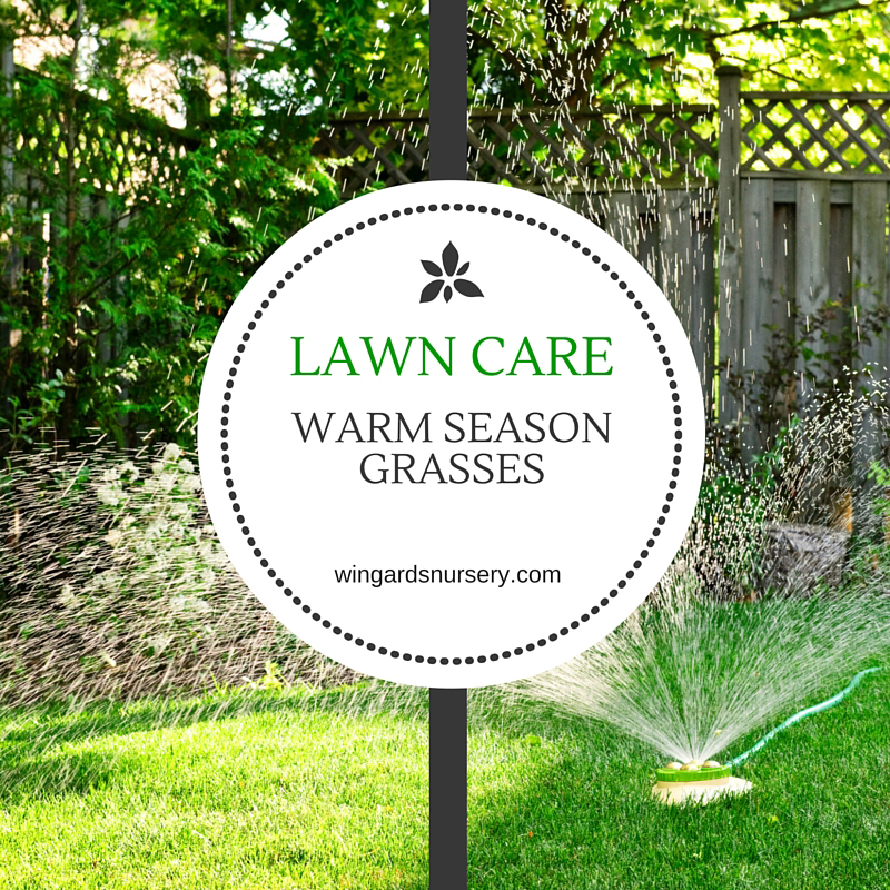 Lawn Care for Warm Season Grasses