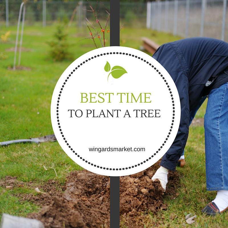 Best Time to Plant a Tree