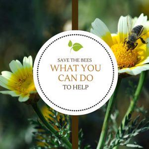 Save the Bees – What you can do to help.