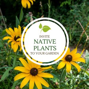 Invite Native Plants to Your Garden