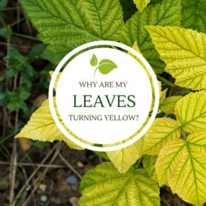 Why are my leaves turning yellow?