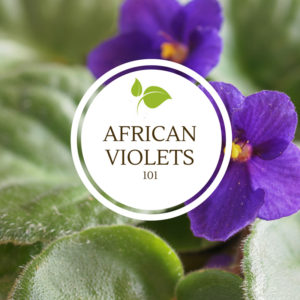 African Violets 101