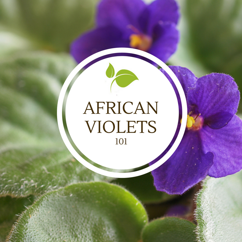African Violets
