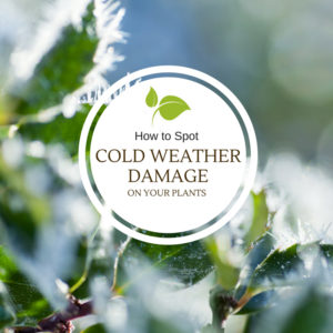 How to Spot Cold Weather Damage on Your Plants