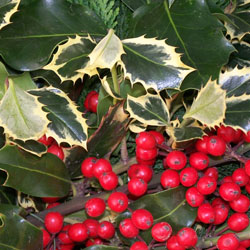 Care of Christmas Greens