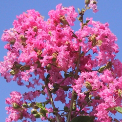 Pruning Crape Myrtles