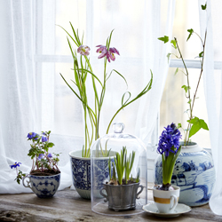 Breathe Easier With Indoor Plants