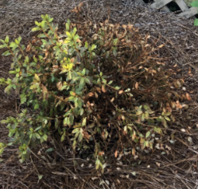 What’s wrong with my plant?