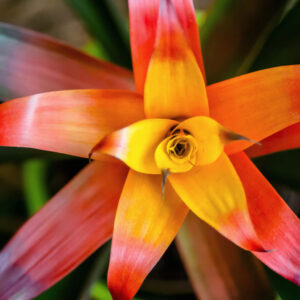 A Taste of the Tropics with Houseplants