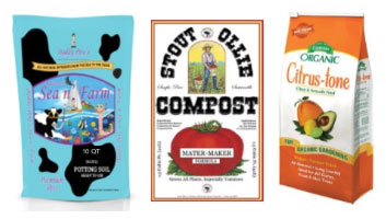 Growing Citrus in South Carolina