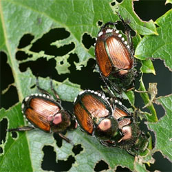 Doctor, Doctor….my plant is sick!