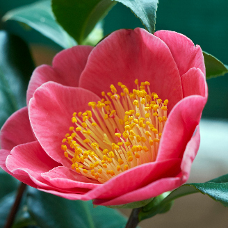 Strike a Pose… Focal Point Shrubs & Trees for your Landscape