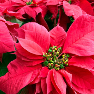 Keep Holiday Plants Looking Their Best