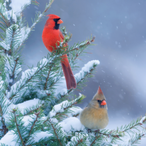 Northern Cardinal – The Infamous Red Bird