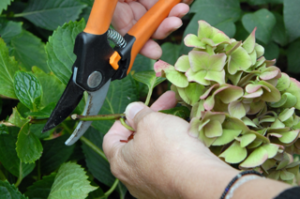 To Prune or Not to Prune… Hydrangeas