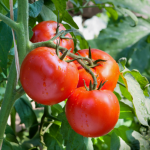 Top Five Plants for Beginner Vegetable Gardeners