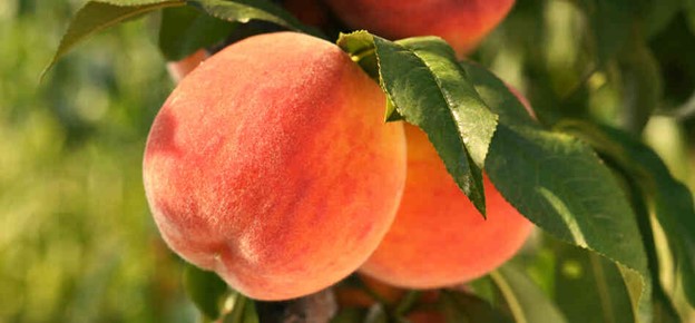 Getting Started Growing Fruit