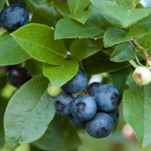 Growing Blueberries