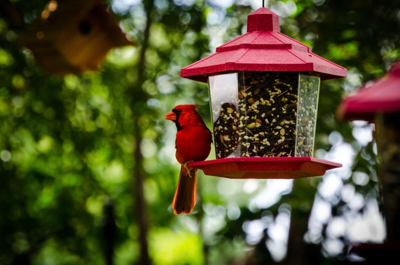 Bird Seed – Get it right!