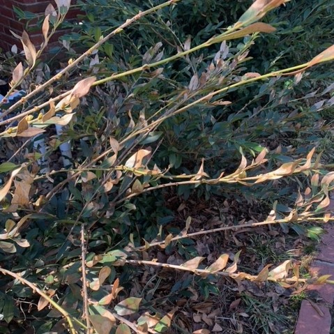 Freeze Damaged Distylium