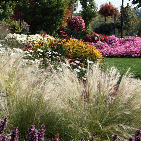 Spotlight On Ornamental Grasses
