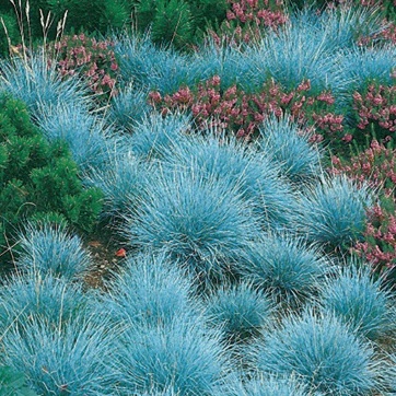 Blue Fescue