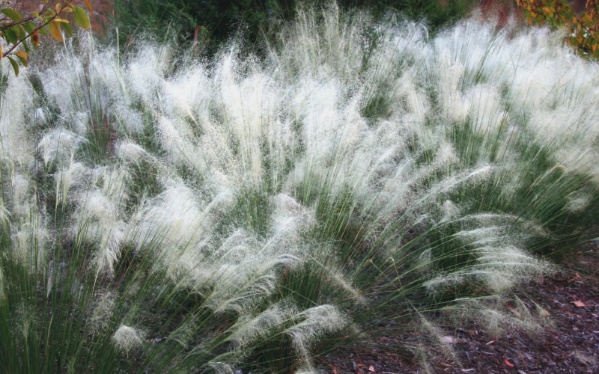 White Cloud Muhly