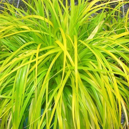 Sedge / Carex