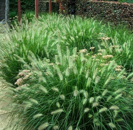 Hameln Fountain Grass