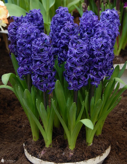 Hyacinthus Orientalis 'Aida' Hyacinth from ADR Bulbs