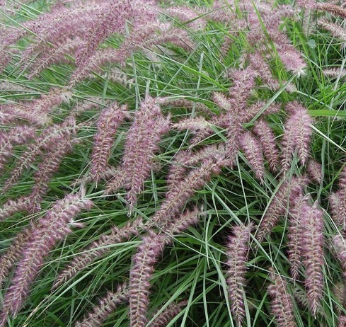 Karley Rose Fountain Grass