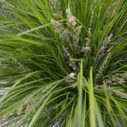 Lomandra Longifolia