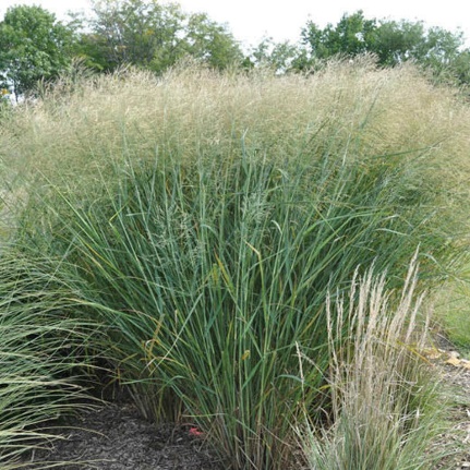 Hameln Fountain Grass