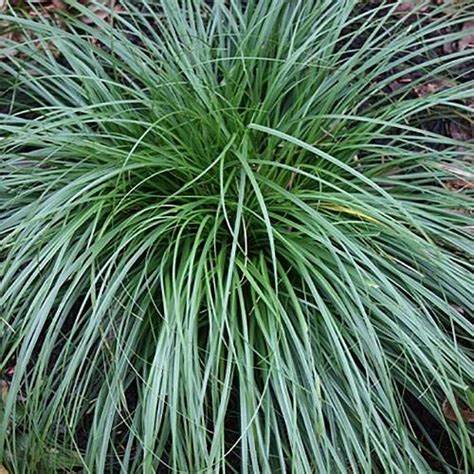 Sedge / Carex