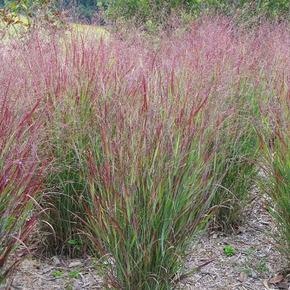 Karley Rose Fountain Grass
