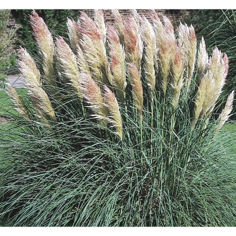 Pampas Grass