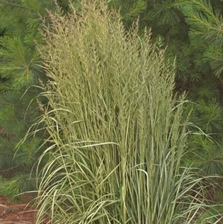 Feather Reed Grass