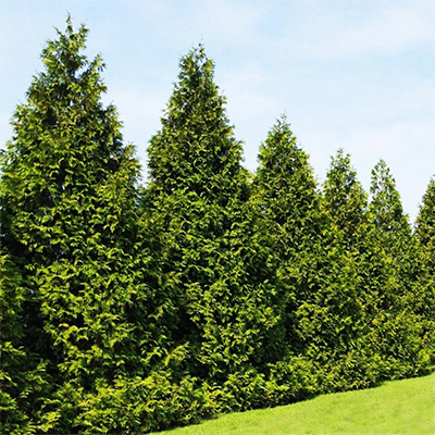 Arborvitae Green Giant