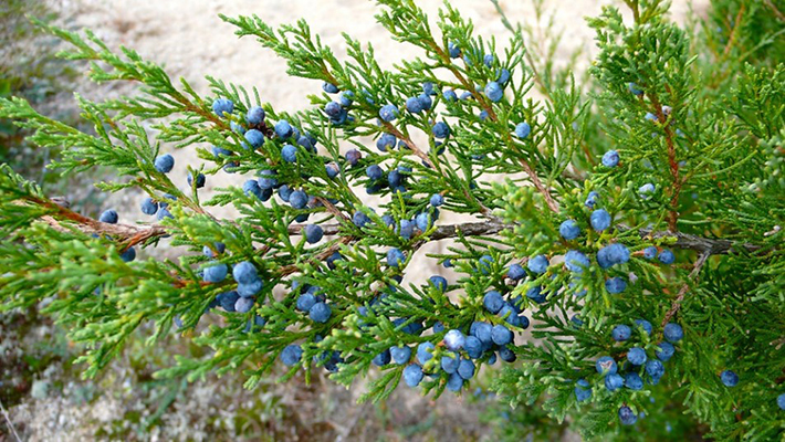 Berries of Eastern Red Cedar