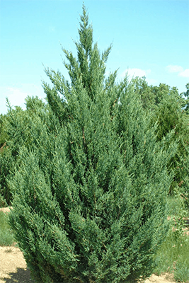 Blue Point Juniper