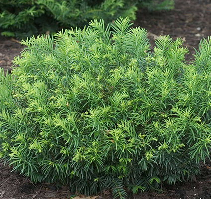 Cephalotaxus harringtonia