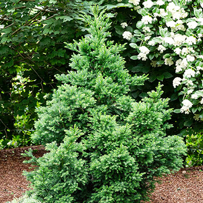 Cryptomeria