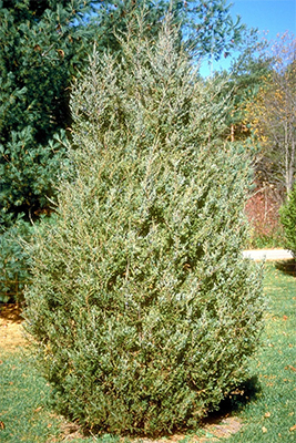 Eastern Red Cedar