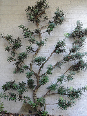 Podocarpus Espalier