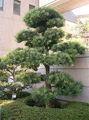 Podocarpus Topiary