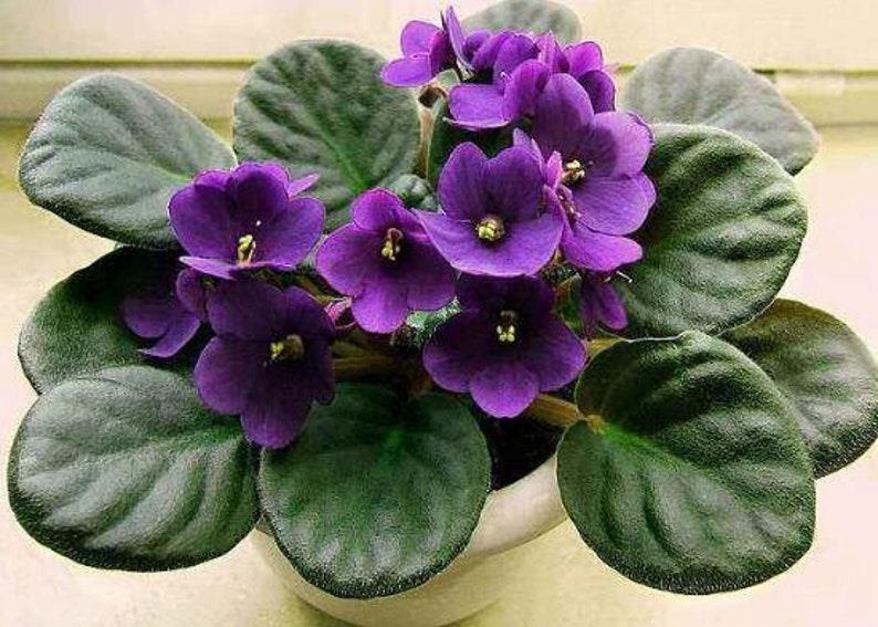 African Violets…Mysterious and Captivating!