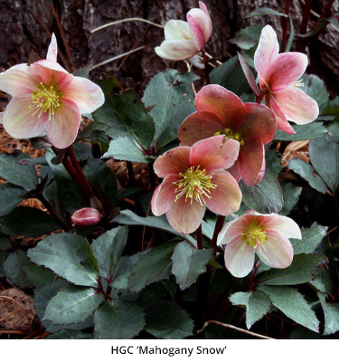 Lenten Rose
