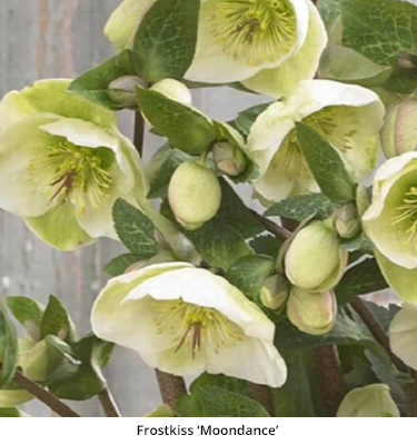 Lenten Rose